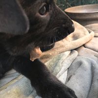 cute_black_puppy