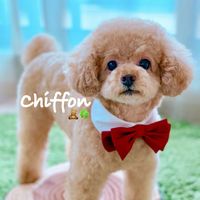 オリジナル楽曲 - しふぉん🧸🍀
