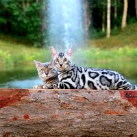 siribengals