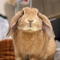 rabbit_ra