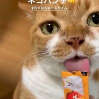 __rinchan__