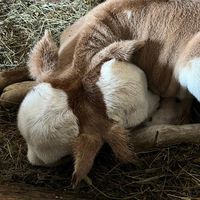 twoheaded.calf3