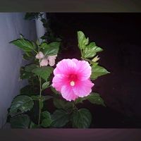original sound - karuvachi_jaga