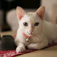 thealsrescuedcat