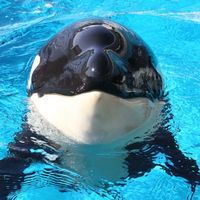 luv_orcas