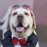 gigolo_babbo_labrador