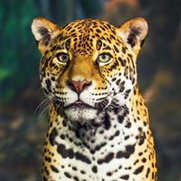 panbabuansary6
