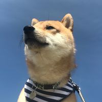 kotaro_mame