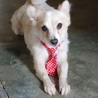 stella_mammakipari