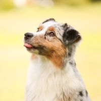 good_girl_aussie