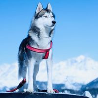 huskyindia0