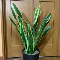 sansevieria_73