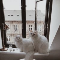 sammythecats