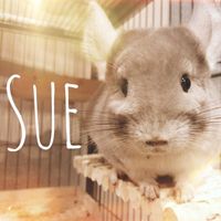 オリジナル楽曲 - チンチラ 『スー』🐹バイオレットカラー