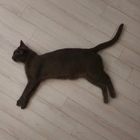 오리지널 사운드 - 나불레옹