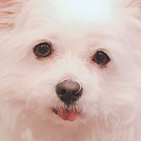 君の脈で踊りたかった