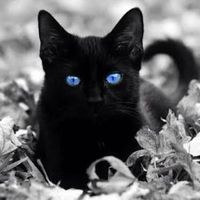 オリジナル楽曲 - 黒猫