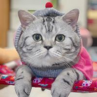 juniormonkeycat