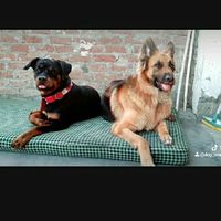dog_world2019