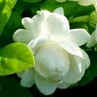 jaanu_85