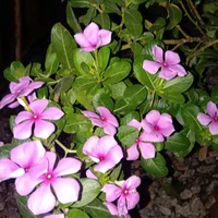 original sound - babulsarkar133