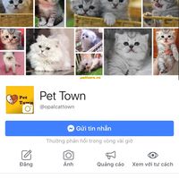 pet_town