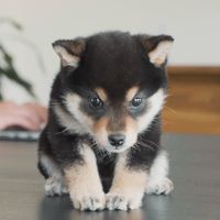 lifewithmameshiba