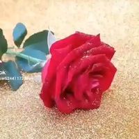 mdrahad0776