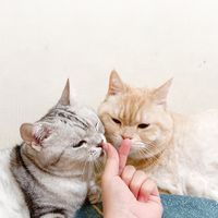 原聲 - 摳鼻妹子的日常🐱