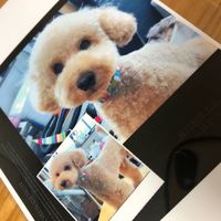 elmartoypoodle