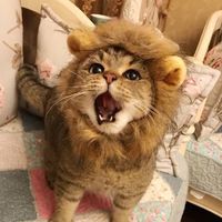 oujiiiiiiiii