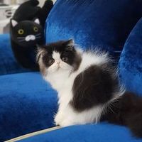 krispippo_cattery