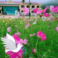 âm thanh gốc - hmoobyajkub