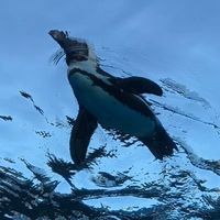 オリジナル楽曲 - 🐧ペンギン🐧じんクラ@テオファミ