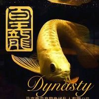 原声 - Dynasty Aquatic