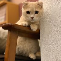 オリジナル楽曲 - 猫カフェぷちまりーイオンモールかほく店