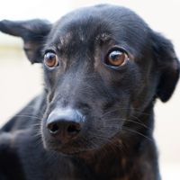 anandoggy