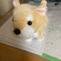 oshaberidogs