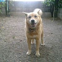 chirochan_channel