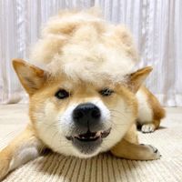 fuku.fuku