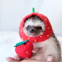 original sound - ichigo_chiyoco