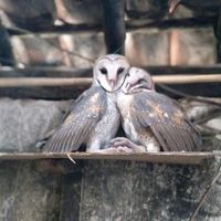 suara asli - Zaenal Arifin