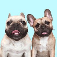 original sound - Griffin Frenchie