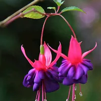 original sound - user91385175