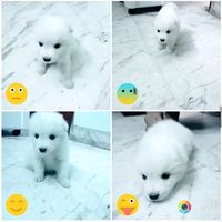 tysondogof.india