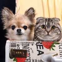 m.dogs.c0479