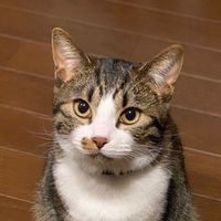 tebasakimaru