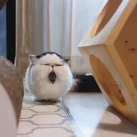 original sound - ikindawantacat