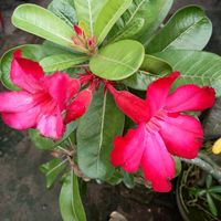 ani_purwati05