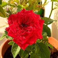 உந்தன் அழகை பேசும் தென்றல் பூவின் மீது வாசம் வீசும